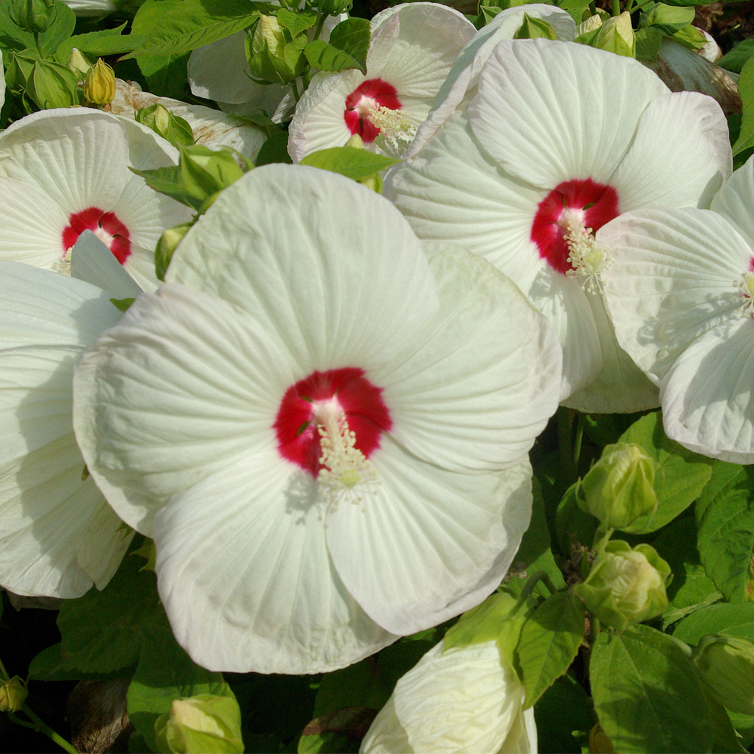 hibiscus moscheutos blanc a cœur rouge
